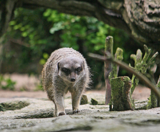 Stalking Meerkat-at the Toledo Zoo