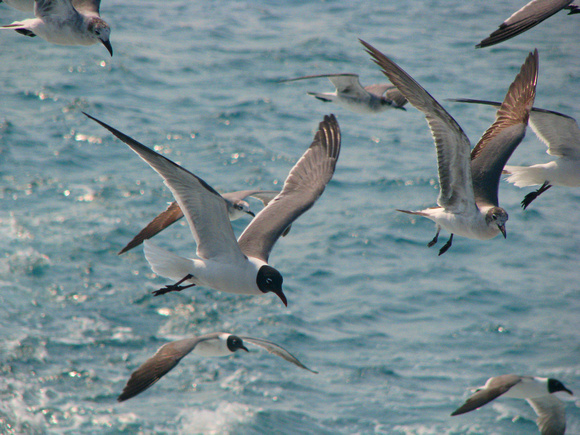 Gulls following ferry to Ocracoke Island